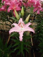 [4227 X Factor No101.JPG]